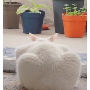 Meet your Posher, Jiaying